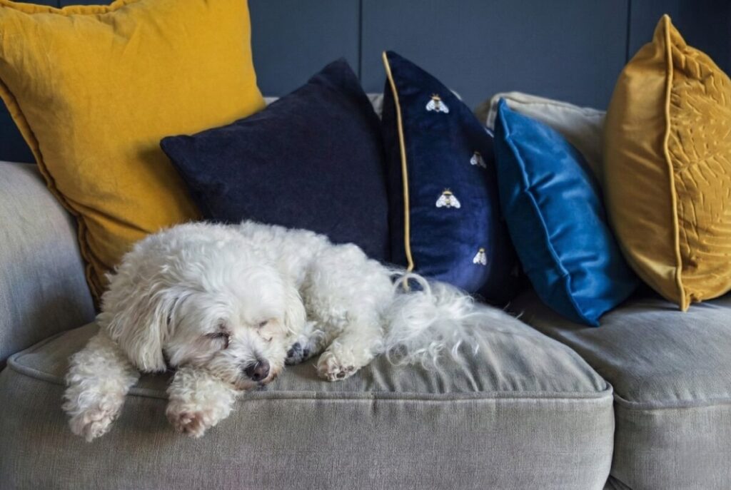 Shih-Poo: The Complete Guide to the Shih Tzu Poodle Mix