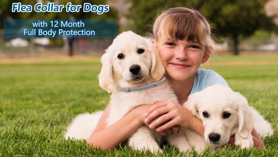 Pubamall Flea Collar for Dogs Reviews