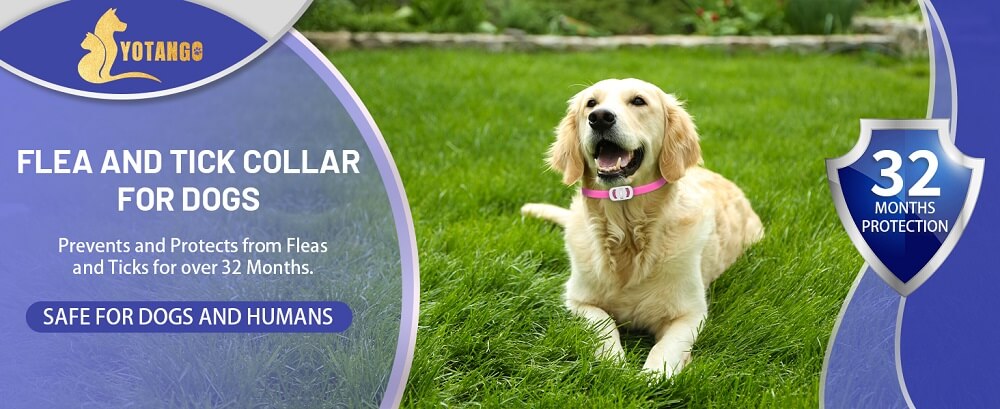 Yotango Flea Collar for Dogs Reviews